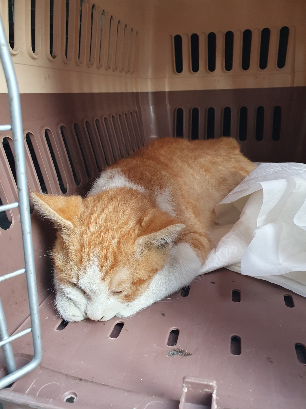 종료(자연사) 한국…