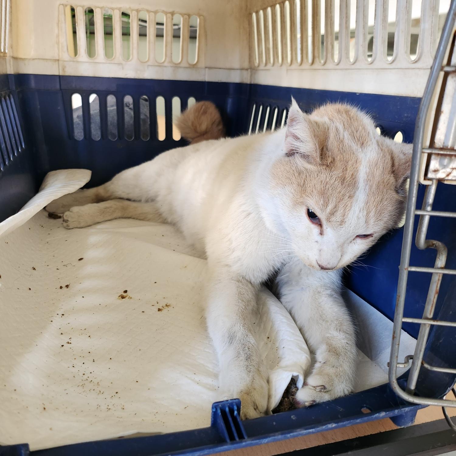 보호중 한국 고양이…