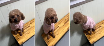 부산동물보호센터_426326202400072