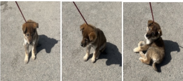 부산동물보호센터_426326202400070