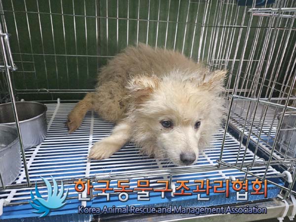 한국동물구조관리협회_411305202400041
