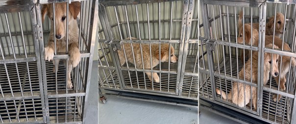 종료(자연사) 믹스…