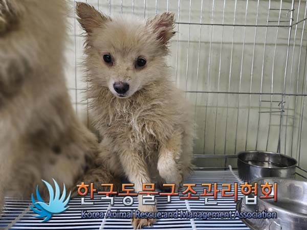 종료(기증) 스피츠…