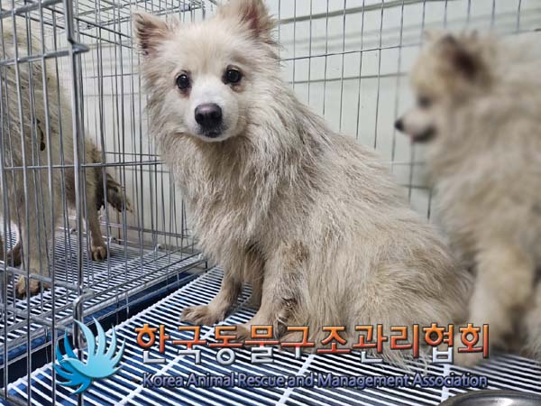 종료(기증) 스피츠…