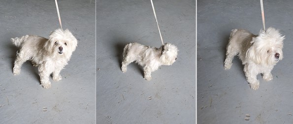 부산동물보호센터_426332202400043