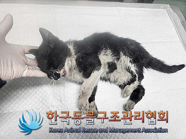 한국동물구조관리협회_411305202400051