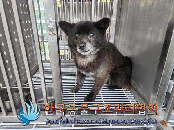 종료(반환) 믹스견…