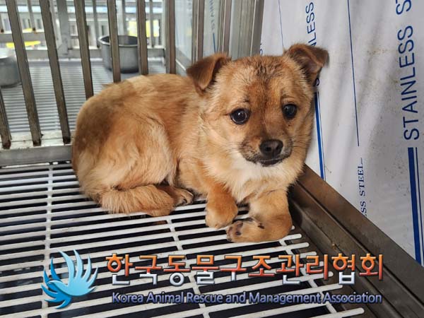 한국동물구조관리협회_441559202400126