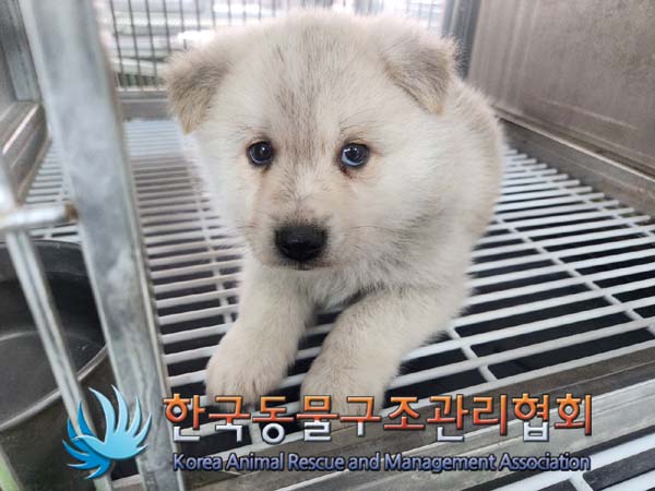 한국동물구조관리협회_441560202400179