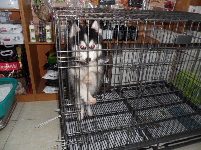 강현림동물병원_411320202400088