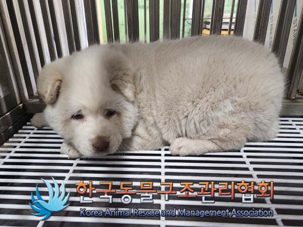 한국동물구조관리협회_441406202400292