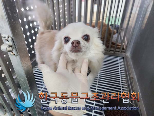 한국동물구조관리협회_441409202400279