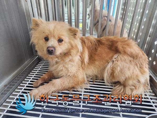 한국동물구조관리협회_441409202400280