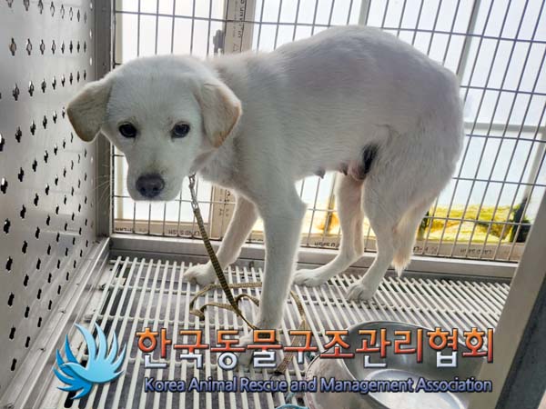 한국동물구조관리협회_441409202400281