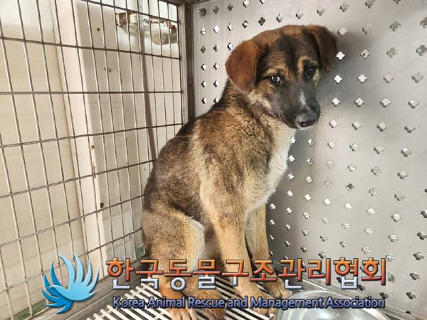 한국동물구조관리협회_441406202400288