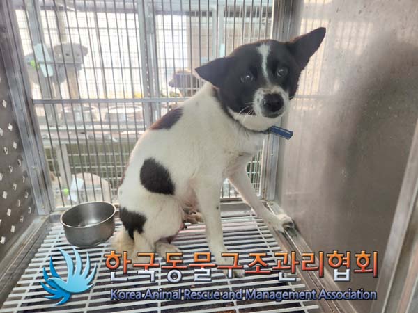 한국동물구조관리협회_441560202400178