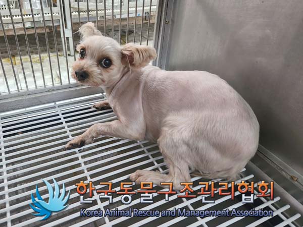 종료(반환) 요크셔…