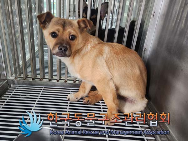 한국동물구조관리협회_441559202400125