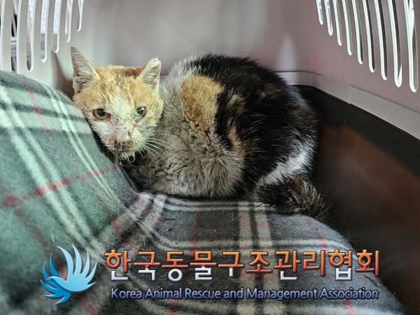 한국동물구조관리협회_441406202400289