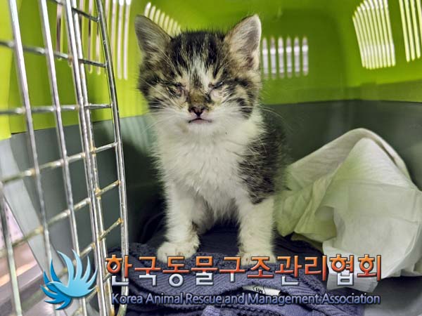 한국동물구조관리협회_411315202400046