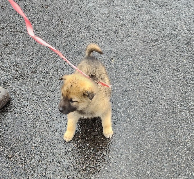 울산유기동물보호센터_431373202400121