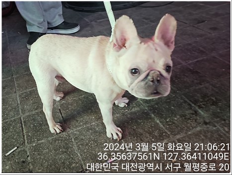 보호중 프렌치 불독…