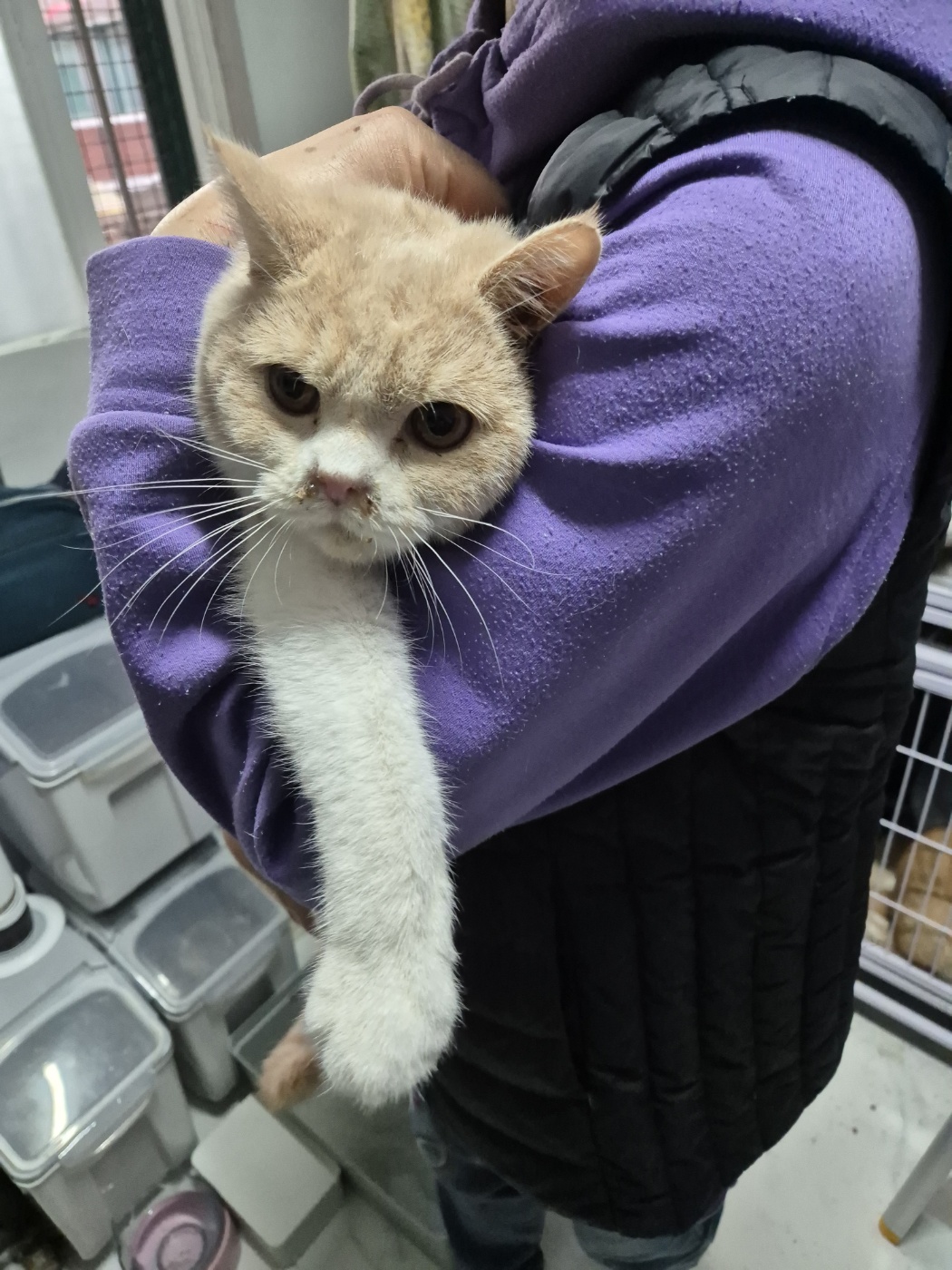 보호중 한국 고양이…