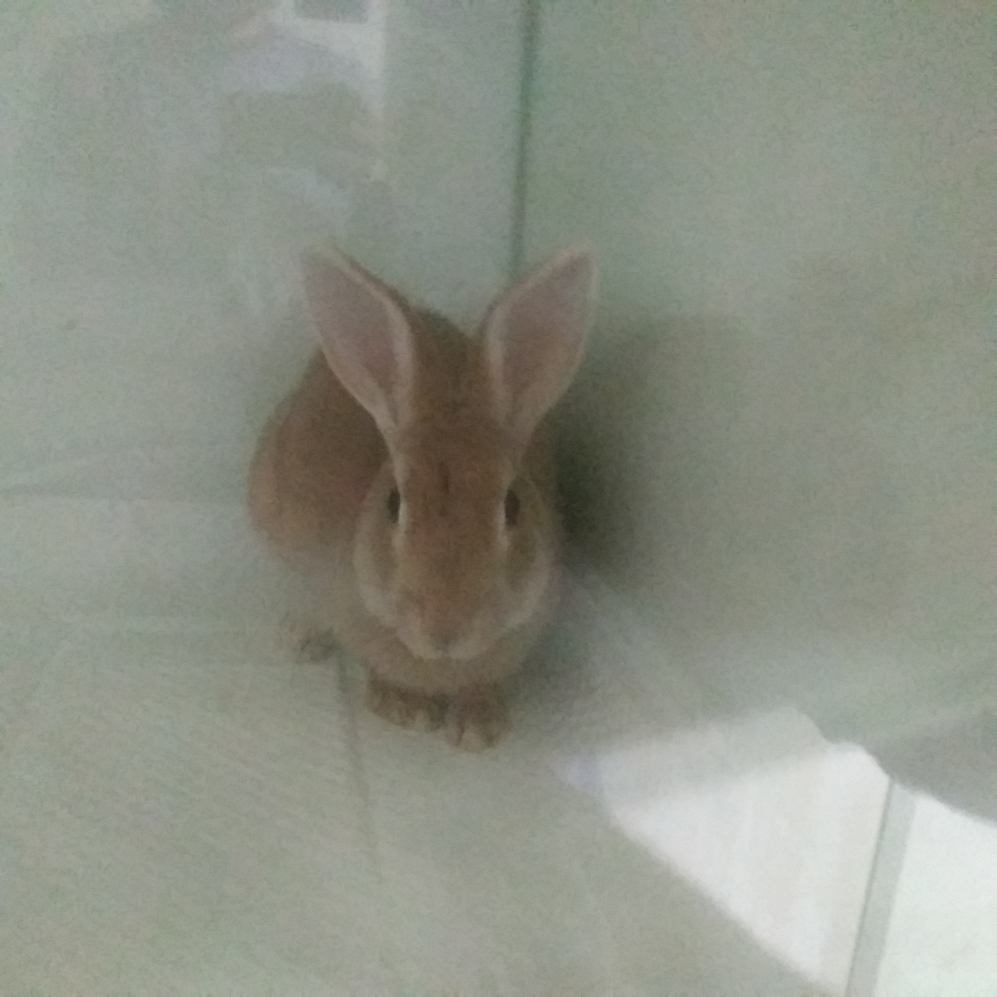 보호중 토끼의 가족…