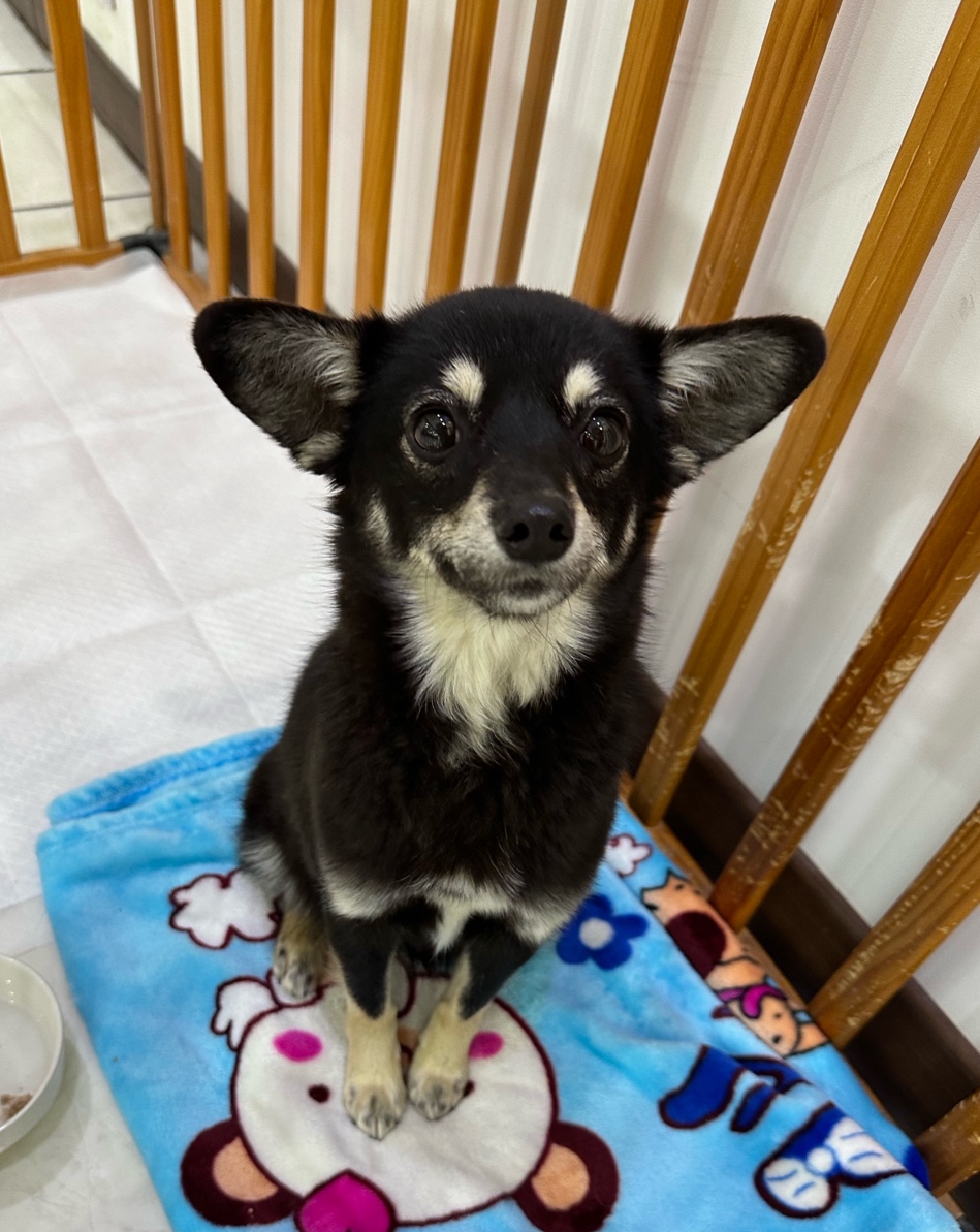 멘토동물병원_427346202400062