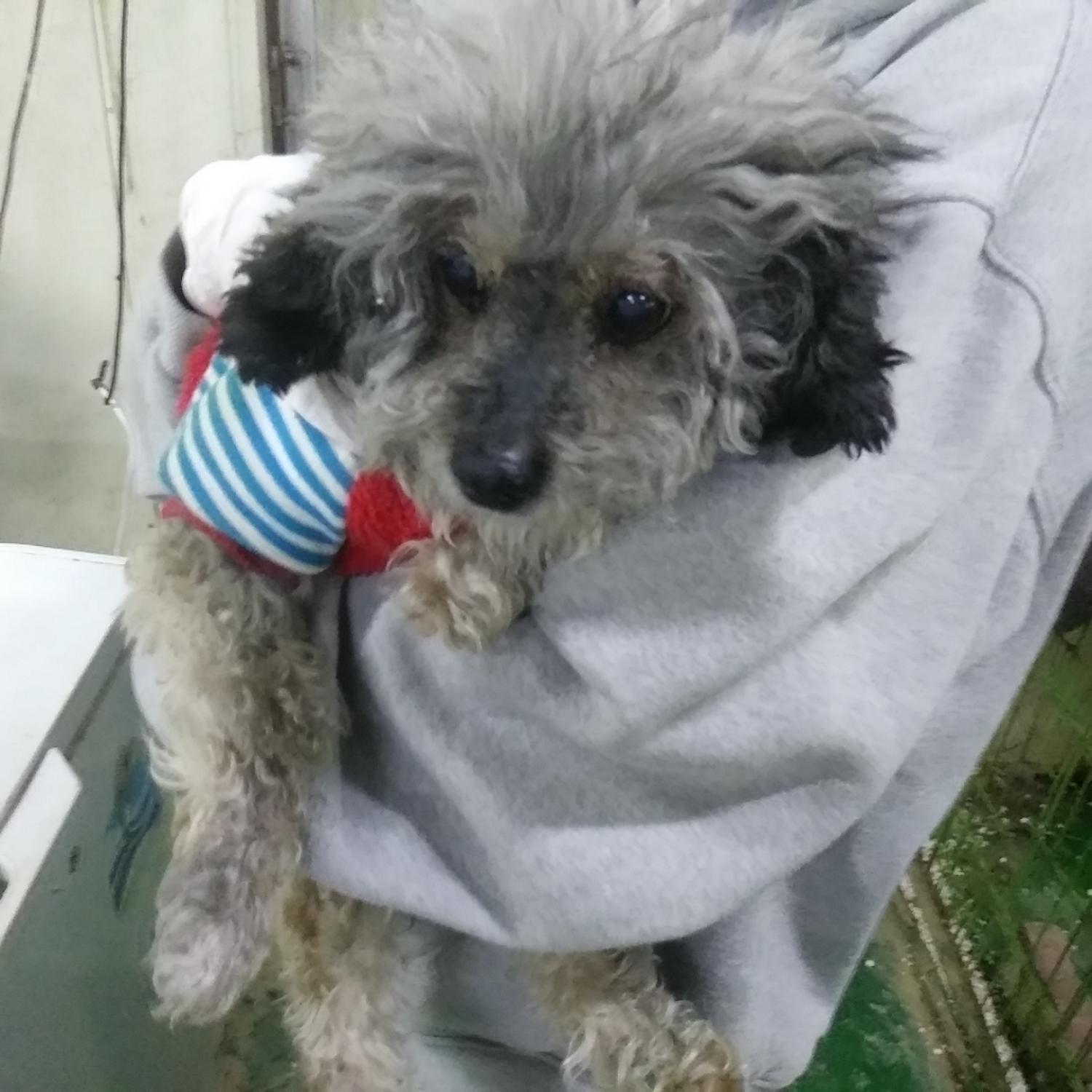 인천광역시수의사회_428353202400063