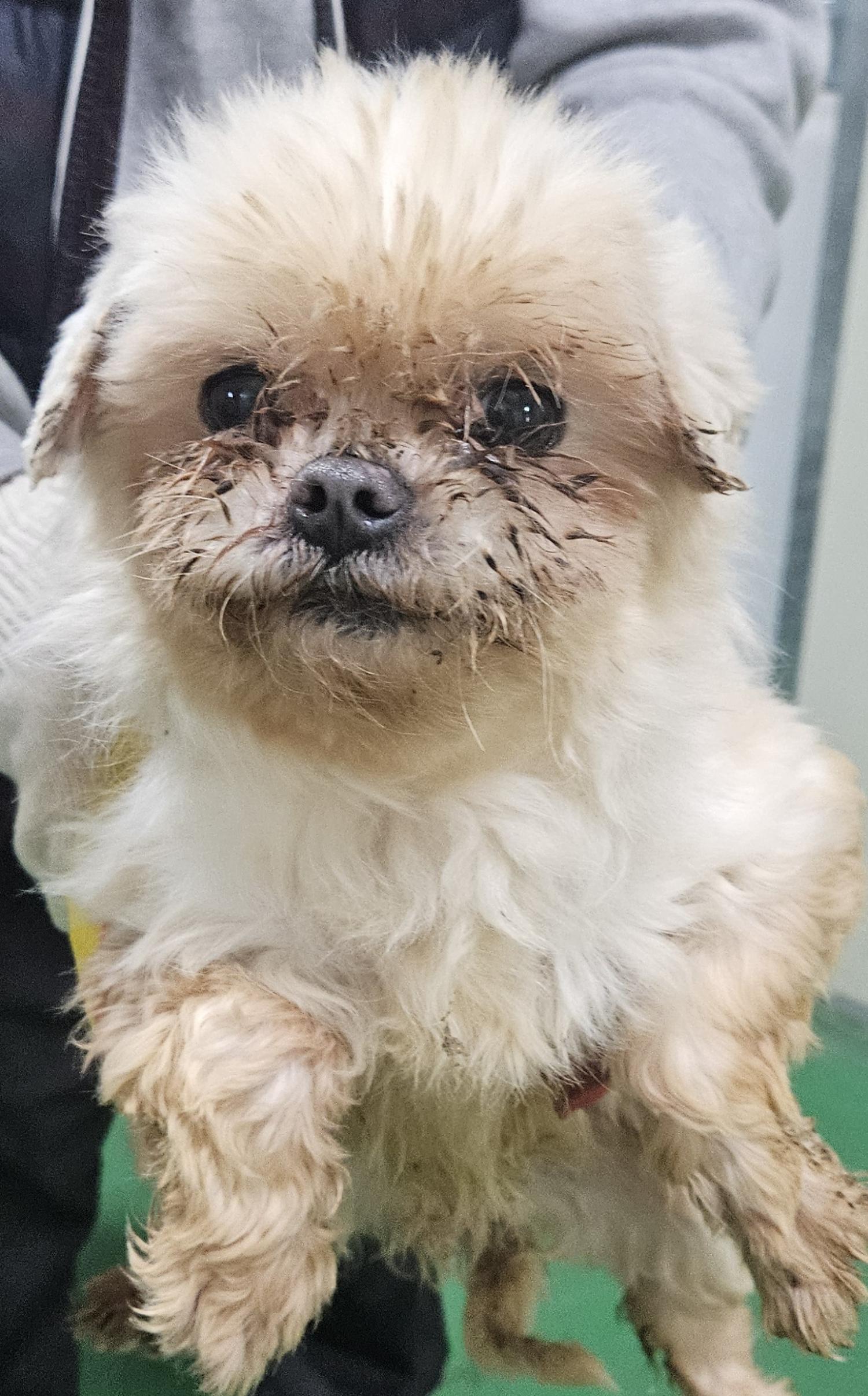 대구유기동물보호센터_427342202400120