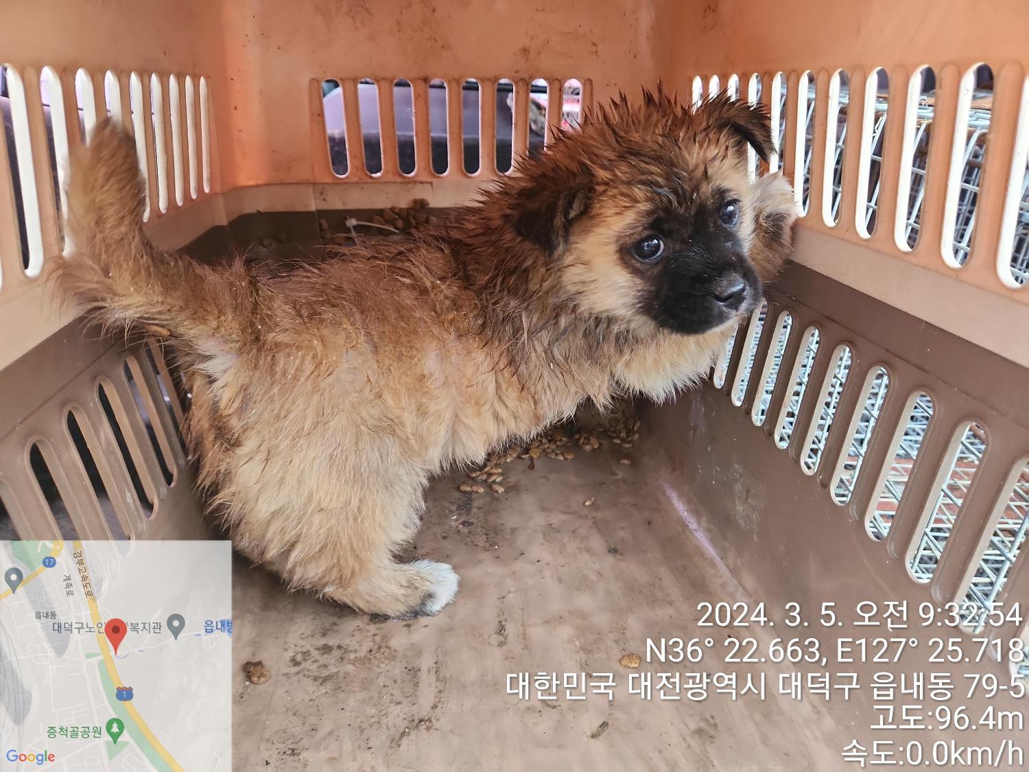 대전동물보호센터_430368202400042