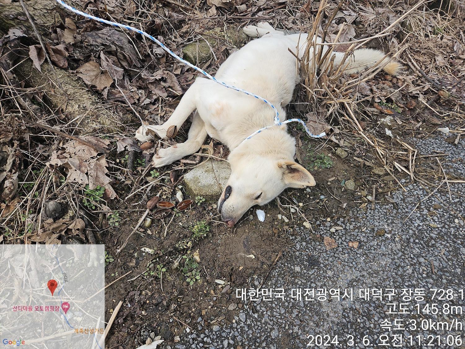 보호중 진도견의 가…