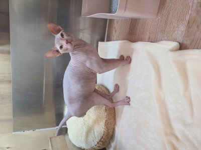 (사)동부동물보호협회_426331202400039