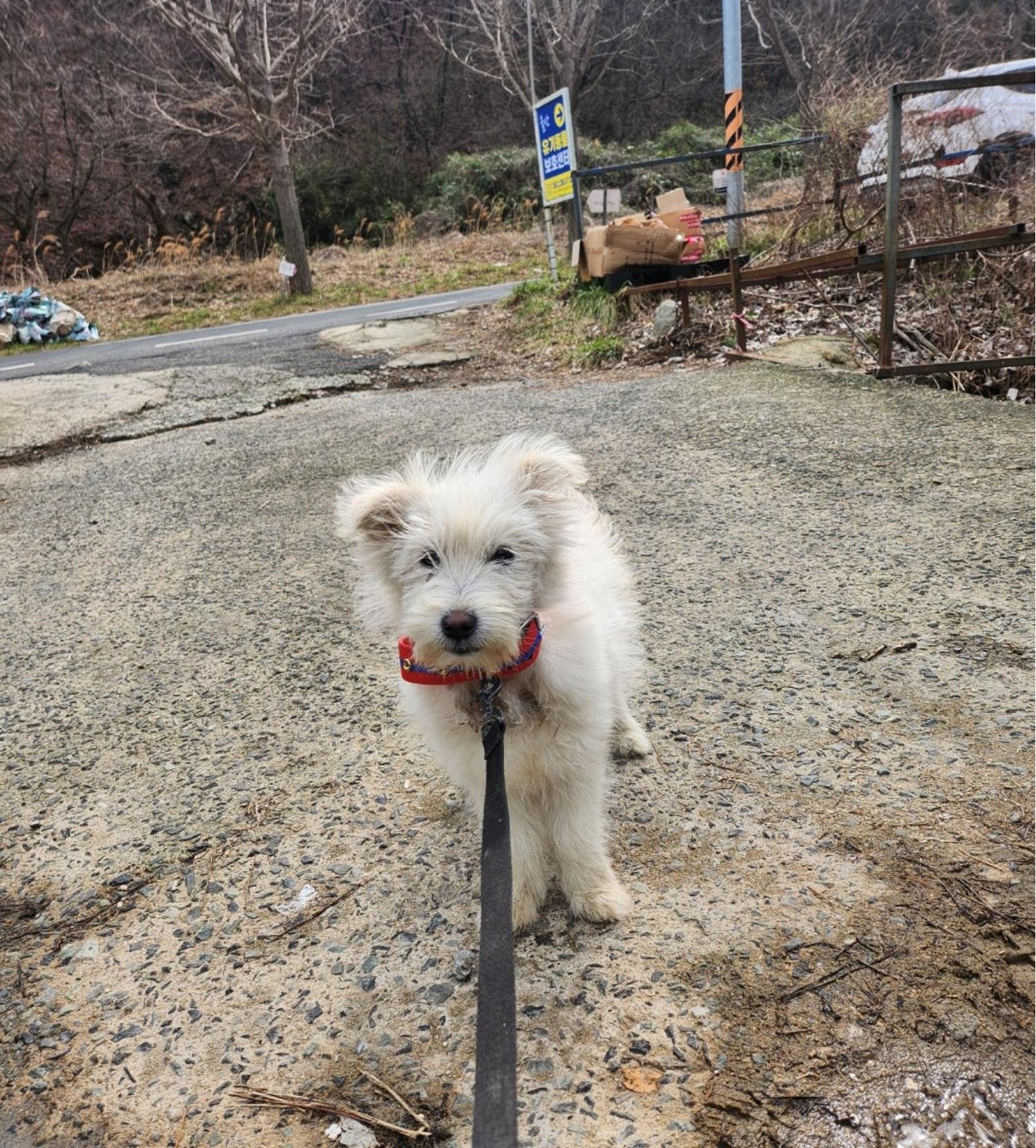 울산유기동물보호센터_431372202400034