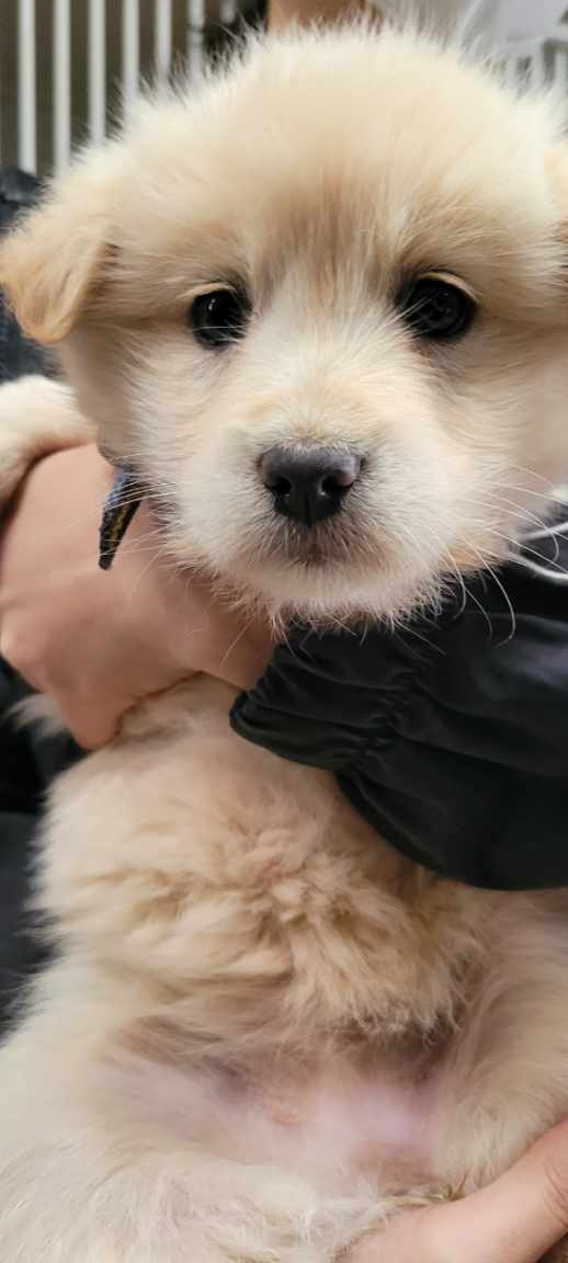 울산유기동물보호센터_431373202400116