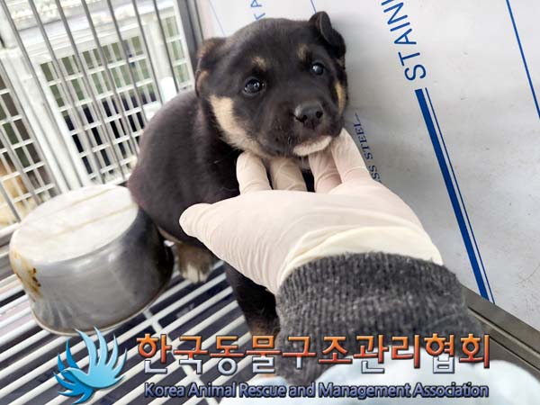 보호중 믹스견의 가…