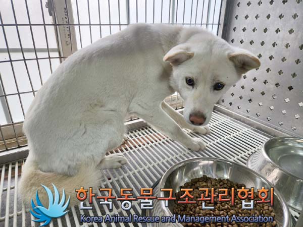 보호중 믹스견의 가…