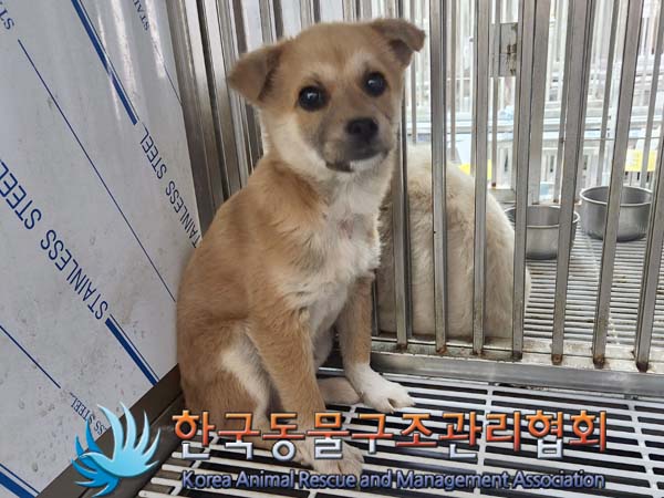 한국동물구조관리협회_441406202400301