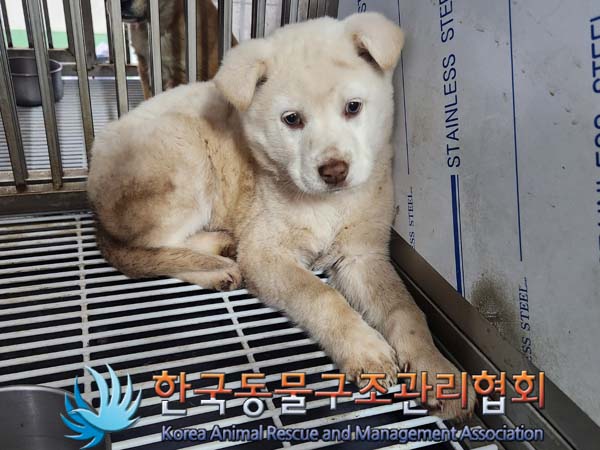 보호중 믹스견의 가…