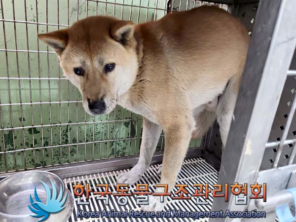 한국동물구조관리협회_441409202400286
