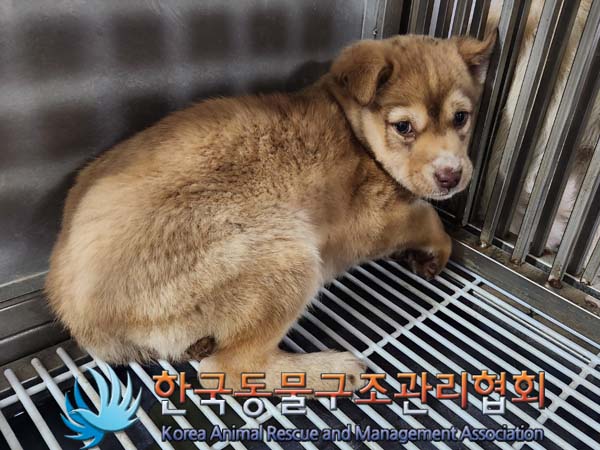 한국동물구조관리협회_441398202400032