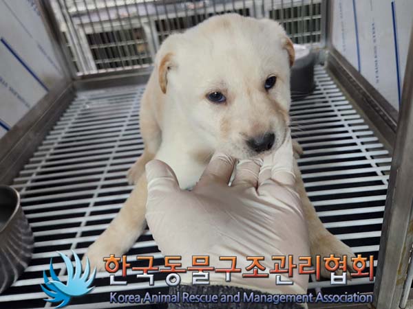 한국동물구조관리협회_441409202400284