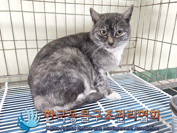 보호중 한국 고양이…