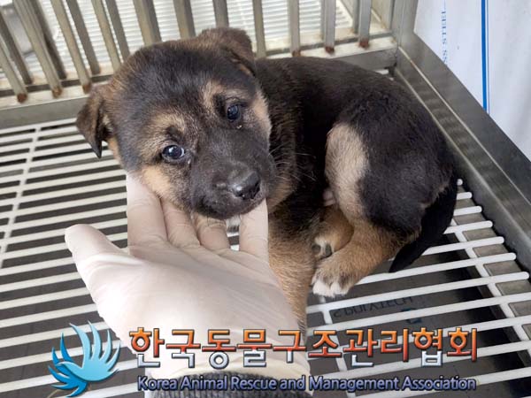한국동물구조관리협회_441409202400283