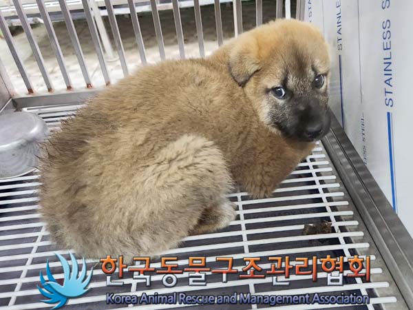 종료(안락사) 믹스…