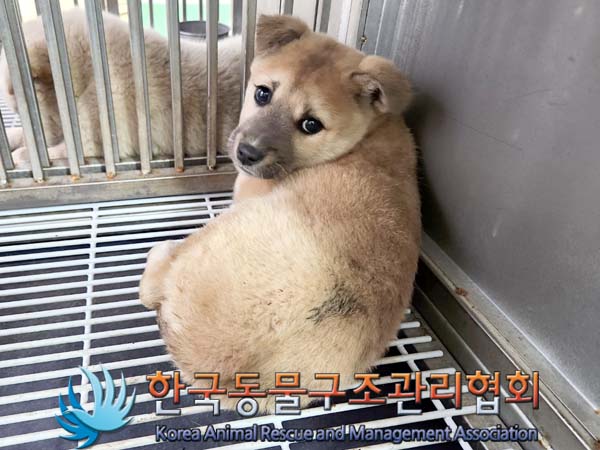 보호중 믹스견의 가…