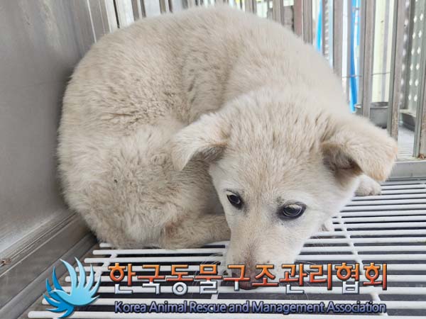 보호중 믹스견의 가…