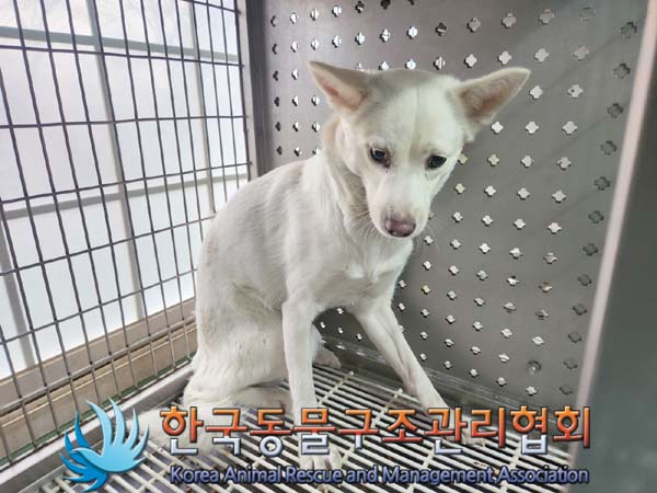 한국동물구조관리협회_441414202400092