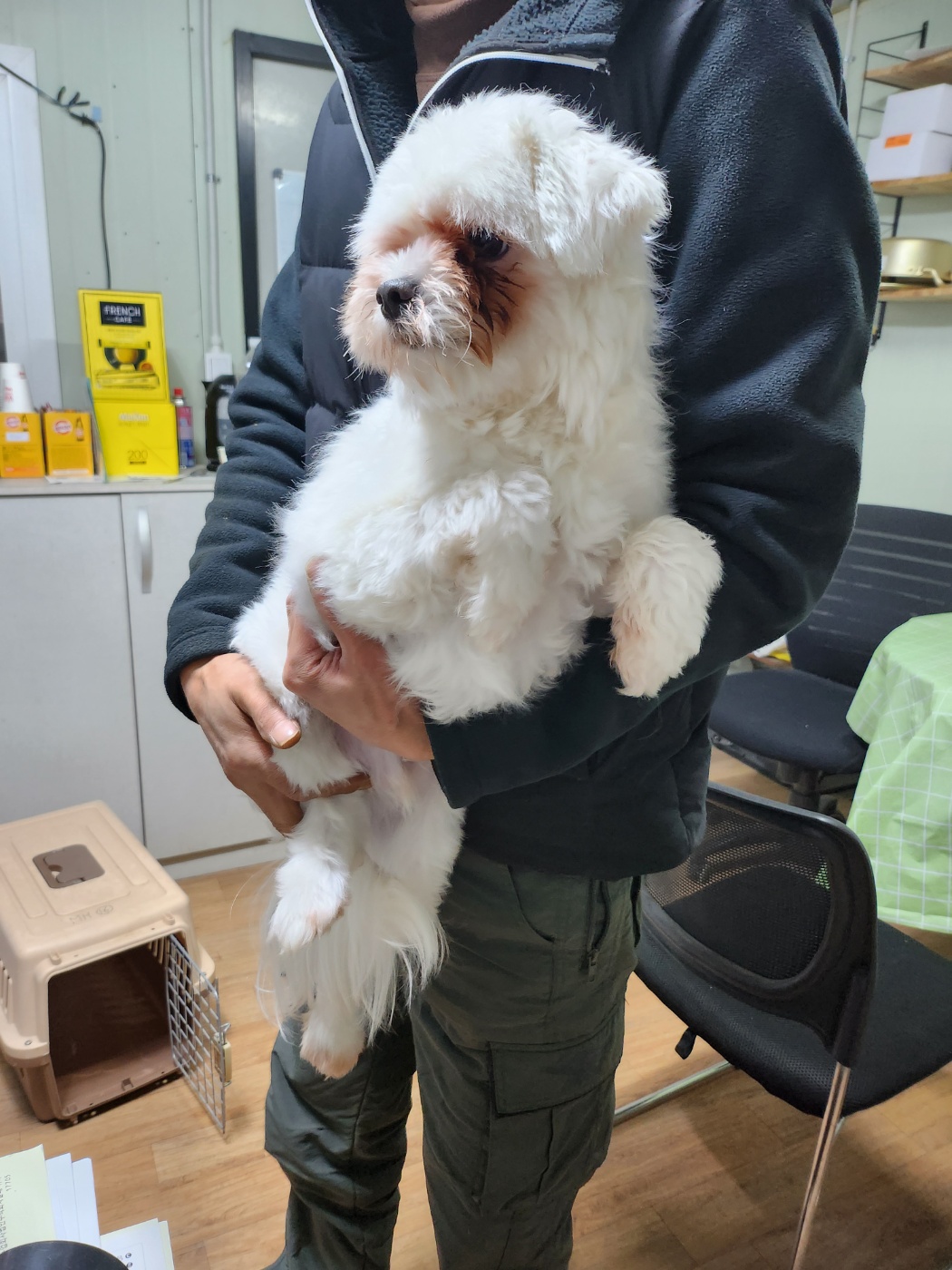 평택시유기동물보호소_441391202400276